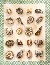 Load image into Gallery viewer, Shell Collection