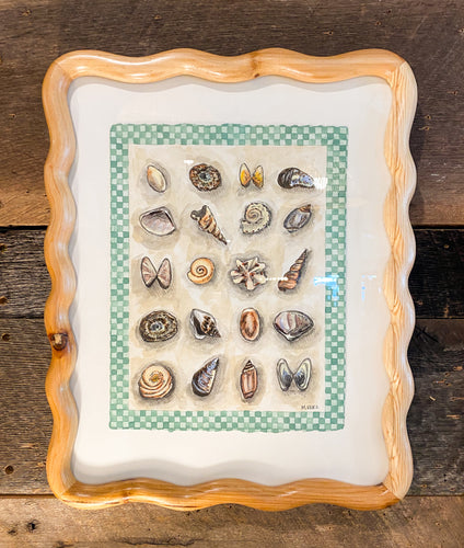 Shell Collection