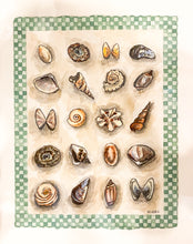 Load image into Gallery viewer, Shell Collection