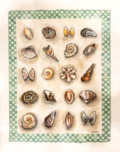 Shell Collection